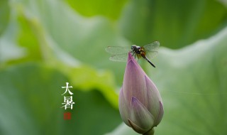 节气大暑是什么意思?（节气大暑是什么意思）