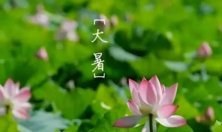 大暑节气四种养生菜可口又健康（大暑节气饮食养生）