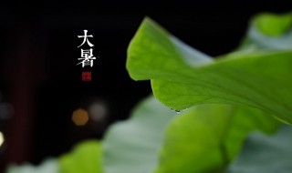 大暑养生要点讲解 大暑养生要点讲解内容
