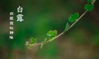 二十四节气白露是什么意思 二十四节气白露是什么意思?是什么意思