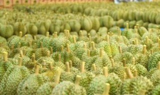 中国的榴莲之乡在哪里 中国的榴莲之乡在哪里呀