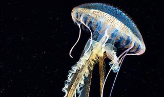 海母是什么 中药海母是什么