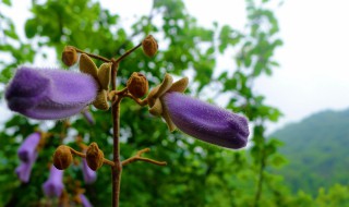山谷鸣的花语是什么（小山花花语）