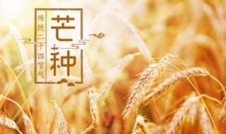 芒种的来历和风俗（芒种的来历和风俗50字）