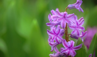 淡紫色风信子花语代表着什么 蓝紫色风信子花语是什么