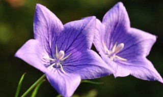 紫番红花的花语是什么 各种紫色花的花语是什么