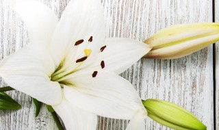 56朵百合代表什么（52朵百合代表什么意思）