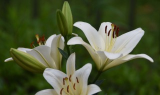 西伯利亚百合花语是什么（西伯利亚百合寓意）