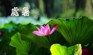 处暑之后种什么蔬菜（大暑之后种什么蔬菜）