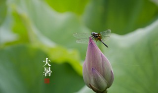 大暑节气吃什么传统美食