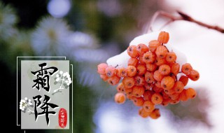 24节气霜降应该吃什么 霜降吃什么食物