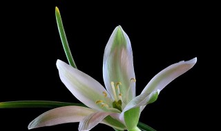 伯利恒之星的花语及含义是什么 伯利恒之星是什么花?