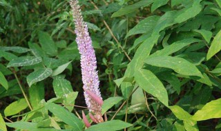 猫尾草的花语是什么（狗尾草的花语是什么?）