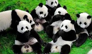 成都大熊猫繁育研究基地介绍（成都大熊猫繁育研究基地介绍牌）