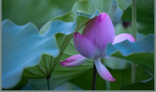 梦见荷花是什么意思（做梦梦见荷花是什么意思）