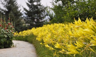 为什么开花的黄花菜不能吃（开了花的黄花菜能吃吗?）