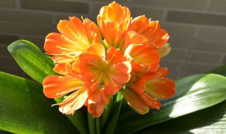 君子兰花怎么养（君子兰花怎么养 兰花如何浇水盆栽）
