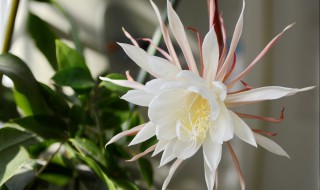 昙花如何养护才开花 昙花施什么肥料最好