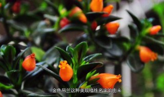 新买的金鱼吊兰咋养 刚买来的金鱼吊兰的养殖方法和注意事项
