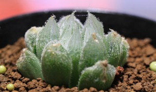玉露多肉植物怎么养 玉露多肉品种大全