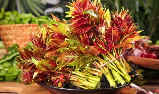 香椿芽怎样保存最新鲜（香椿芽怎么保存才新鲜临时保存）