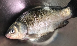 如何清洗鲫鱼 如何清洗鲫鱼腹内黑膜