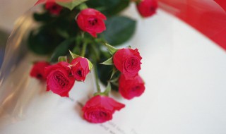玫瑰花老桩要怎么种（玫瑰花苗老桩好还是小苗好）