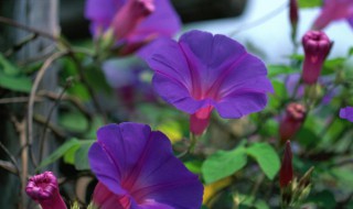 矮牵牛花种子播种方法 矮牵牛种子播种方法和养护教程