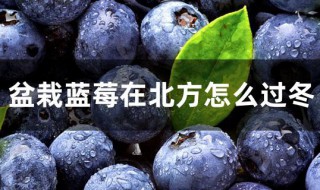 北方种植蓝莓怎么越冬 北方蓝莓越冬的最新方法