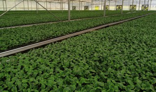 南瓜籽怎样育苗 南瓜籽怎样育苗视频