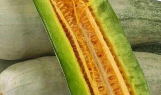 羊角蜜的籽为什么是苦的 羊角蜜的籽为什么是苦的味道