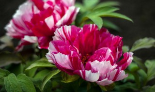 牡丹什么时间开花怎么开花（牡丹什么时间开花几点几分钟）