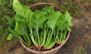 菠菜菜团子的做法 菠菜菜团子的做法视频