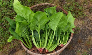 猪肉菠菜炒粉条的做法（菠菜粉条炒肉的做法窍门）