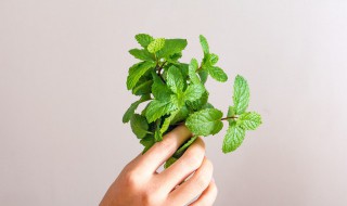 薄荷叶煲鸡汤的做法（薄荷叶煲鸡汤的做法大全）