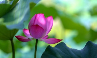 保护花的方法是什么 如何保护花