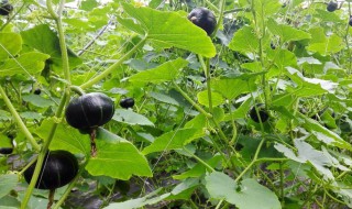 板栗南瓜怎么种植方法 板栗南瓜怎么种植方法图片