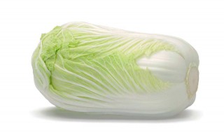 白菜怎么种植方法 白菜怎么种植方法图片