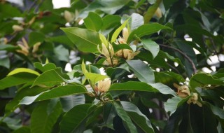 白兰树的种植方法（白兰树种植方法和注意事项）