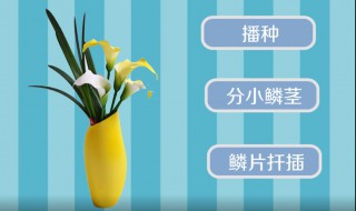 百合栽培技术方法 百合栽培技术方法视频