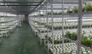 白芨培养基的制作方法（白芨培养基的制作方法视频）