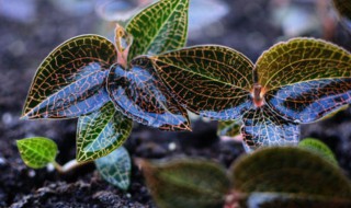 金线莲种植方法 金线莲种植方法的