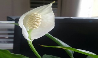 一帆风顺的养殖方法和注意事项 一帆风顺叶子下垂发软