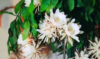 昙花的养殖方法和注意事项 昙花的养殖方法和注意事项昙花怎么养殖