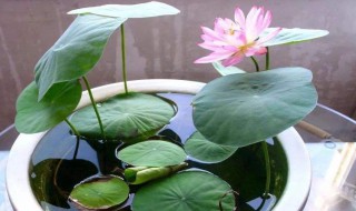 碗莲的种植方法水培（碗莲的种植方法水培视频教程）