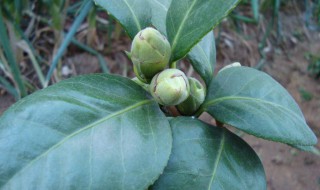 茶花掉叶子的补救方法（茶花掉叶子的补救方法视频）