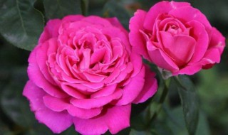 哪些花四季可种（四季能种植的花）