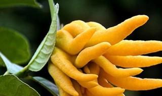 佛手花养殖方法 佛手花养殖方法视频