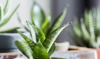 矮脚虎尾兰养殖方法（矮脚虎尾兰养殖方法和技巧）