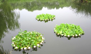 浮岛种植方法与技巧（浮岛作用）